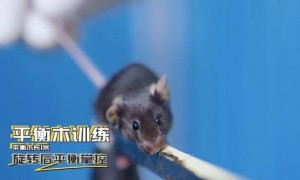 神二十一有4只“小鼠航天员”！选拔Vlog公开→