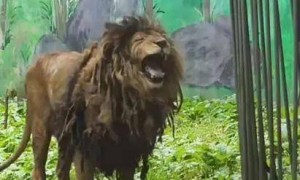 贵阳一动物园狮子不爱洗澡，酷似“乞丐”，园方：身体状况良好，后续会想办法解决